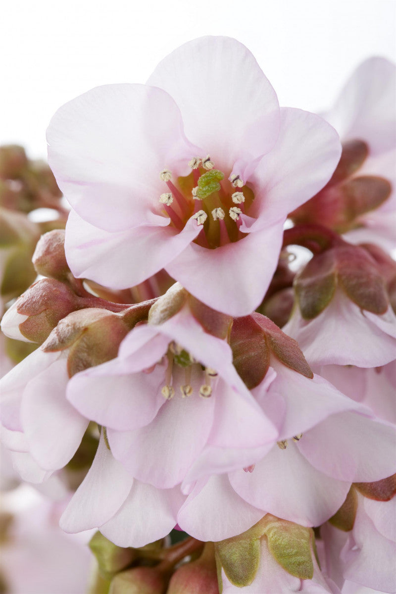 Bergenia ciliata mit Blüte ;;ab 8,40 Euro