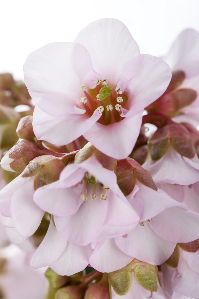 Bergenia ciliata mit Blüte ;;ab 8,40 Euro