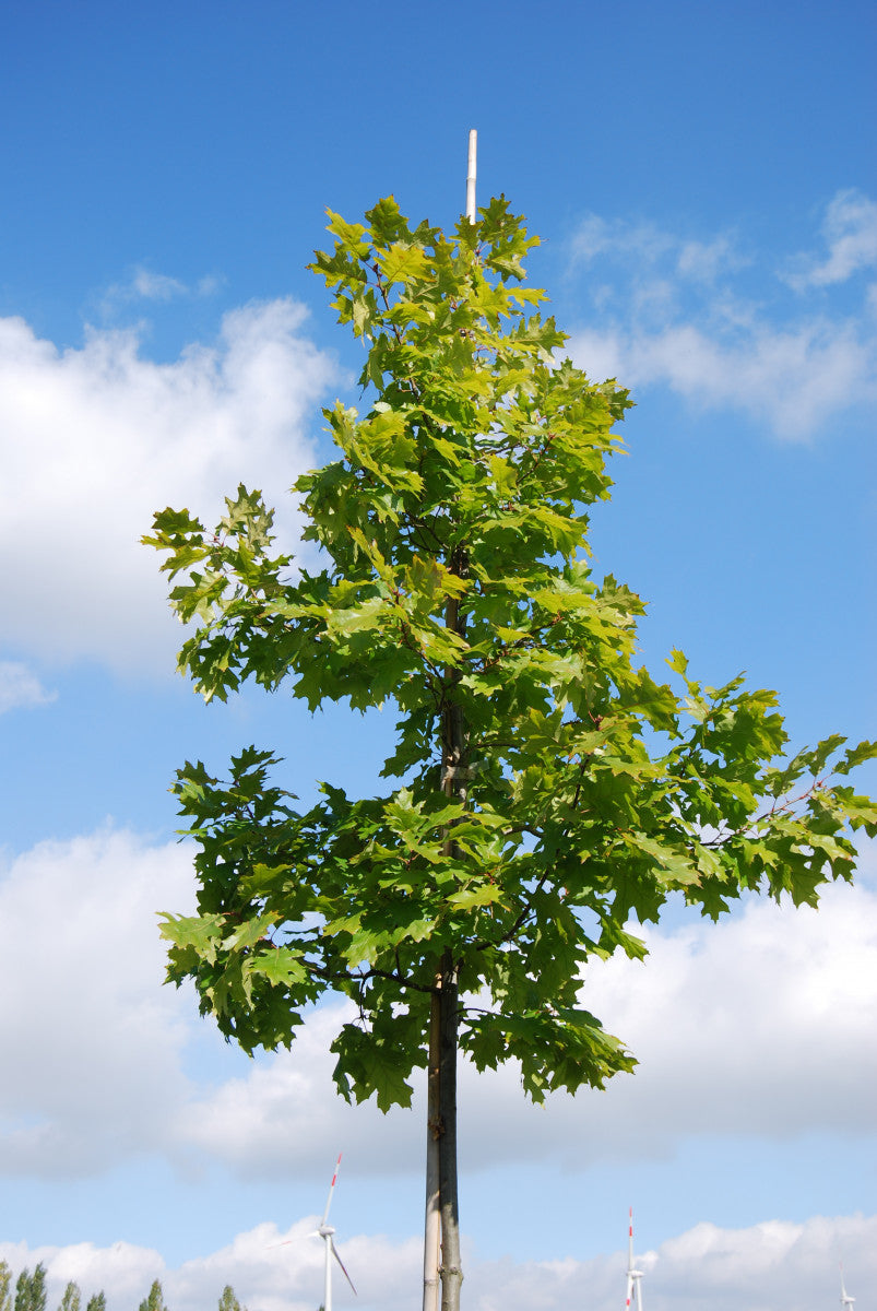 Quercus robur in Einzelansicht, erhältlich von 50-80 bis 450-650 cm ;;ab 1,38 Euro