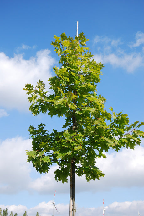 Quercus robur VkG 2 in Einzelansicht, erhältlich von 50-80 bis 450-650 cm ;;ab 2,01 Euro