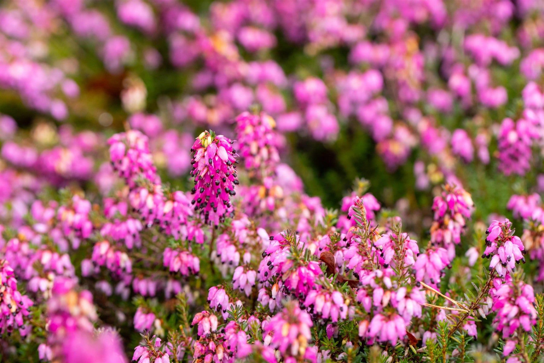 Erica carnea 'Lohses Rubin' (Echte Heide 'Lohses Rubin')