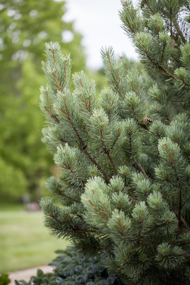 Pinus sylvestris 'Watereri' (Silberkiefer)