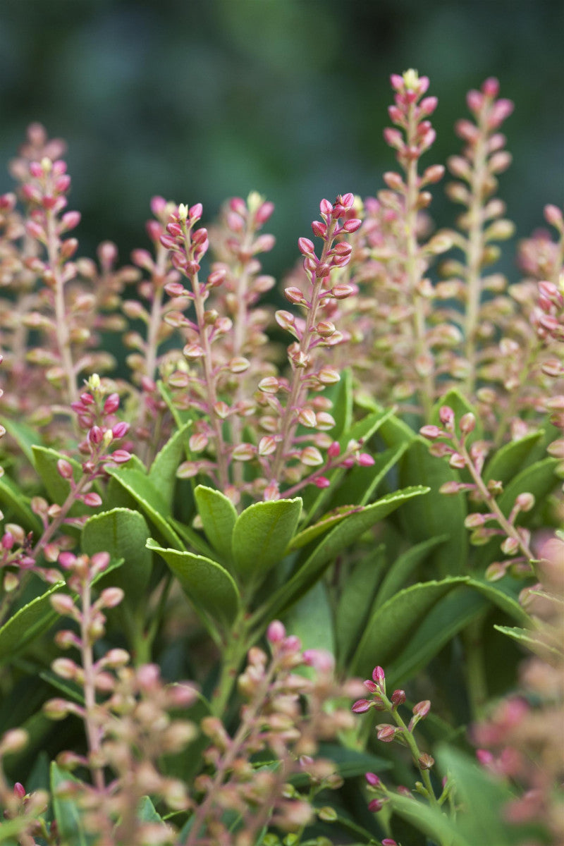 Pieris japonica 'Purity' (Schattenglöckchen 'Purity')