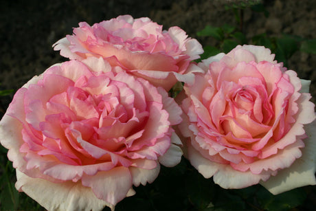 Rosa 'Souvenir de Baden-Baden' TH mit Blüte ;;ab 10,90 Euro