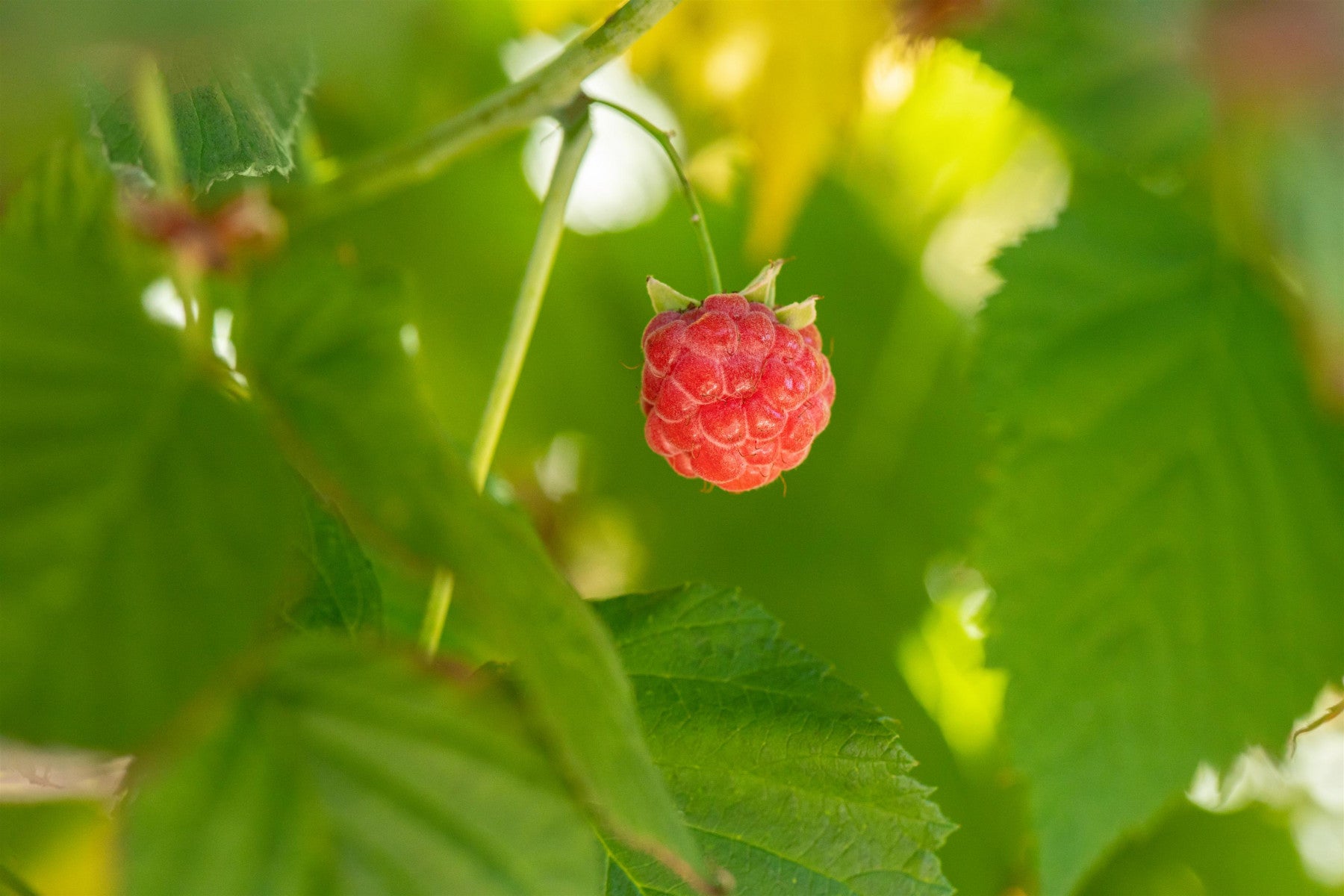 Rubus id. 'TulaMagic' (Himbeere 'TulaMagic' -S-)