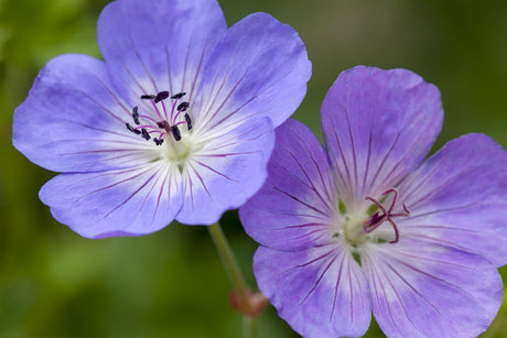 Garten-Storchschnabel mit Blüte ; Einsatz: Beete ; Pluspunkt: winterhart;;hier kaufen