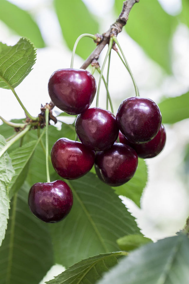 Prunus av. 'Große Schwarze Knorpelk. ' mit Früchten, erhältlich von 150-200 bis 450-650 cm ;;ab 35,60 Euro