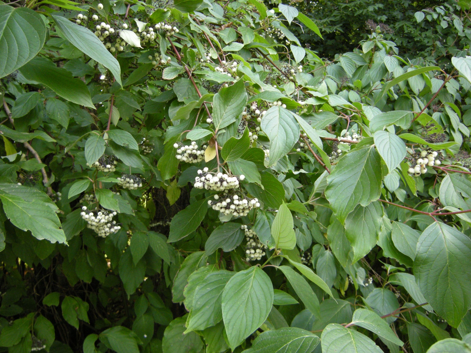 Cornus alba (Weißer Hartriegel)