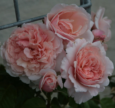 Rosa 'Rose de Tolbiac ' KL mit Blüte ;;ab 11,80 Euro