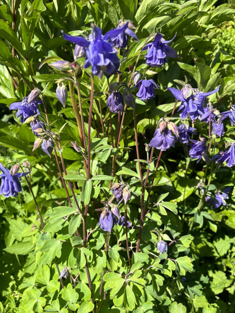 Aquilegia vulgaris mit Blüte ;;ab 3,55 Euro