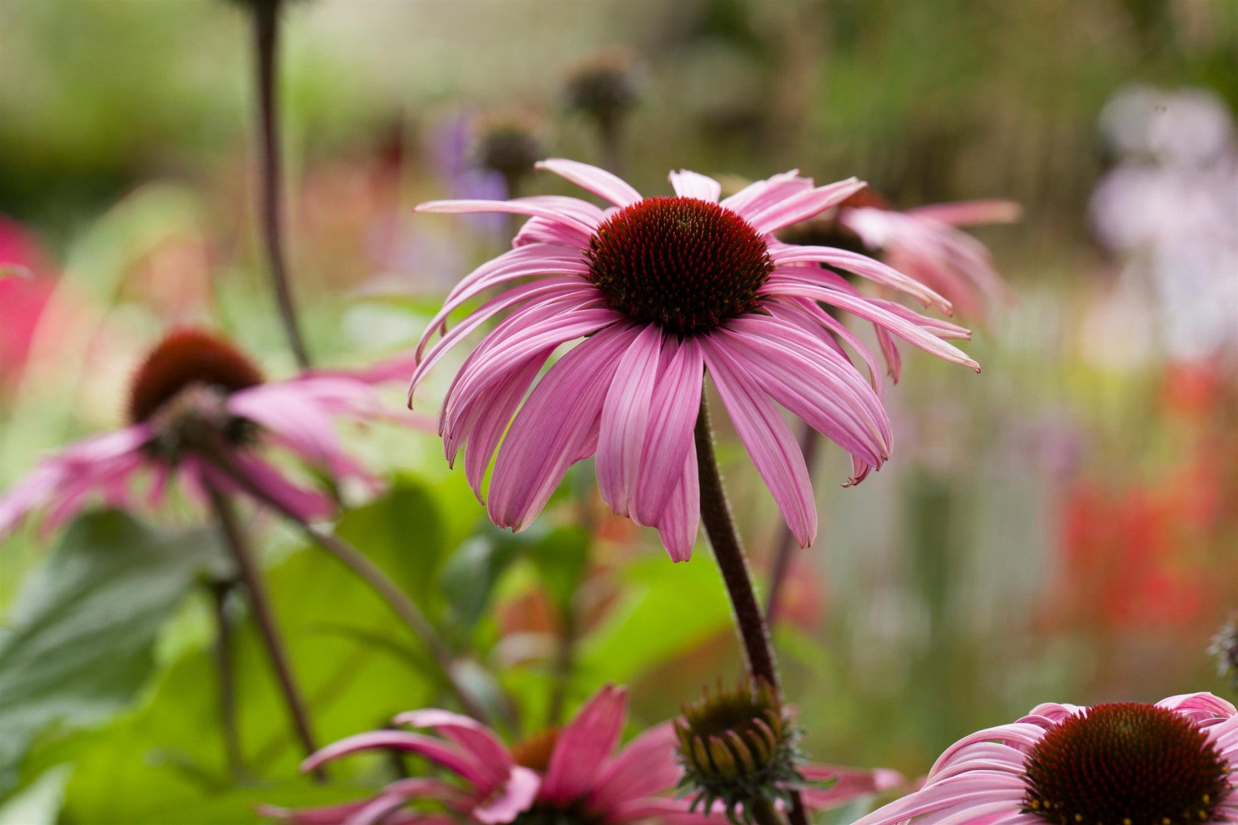 Echinacea purpurea 'Augustkönigin' (Scheinsonnenhut)