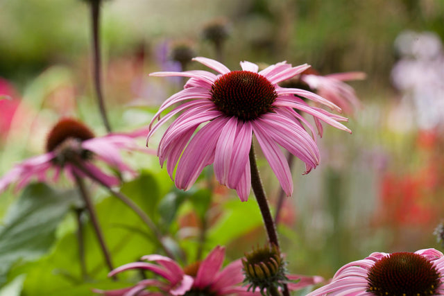 Echinacea purpurea 'Augustkönigin' mit Blüte ;;ab 8,40 Euro