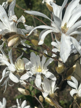 Stern-Magnolienbaum mit Blüte ; Einsatz: Kübelpflanze ; Pluspunkt: duftend;;mit zeitnaher Lieferung