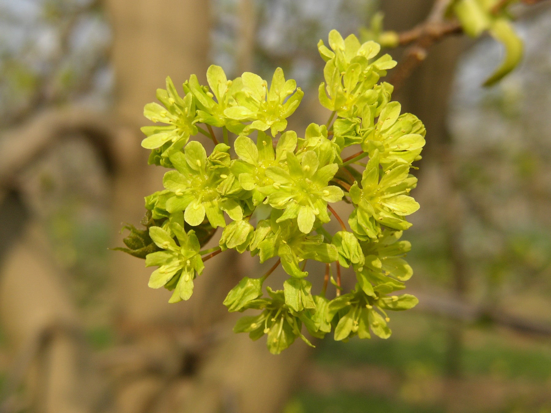 Acer platanoides VkG 4, 5, 6 (Spitzahorn)