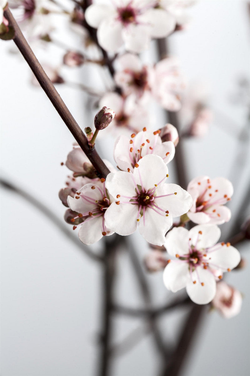 Prunus cistena (Zwerg-Blutpflaume)