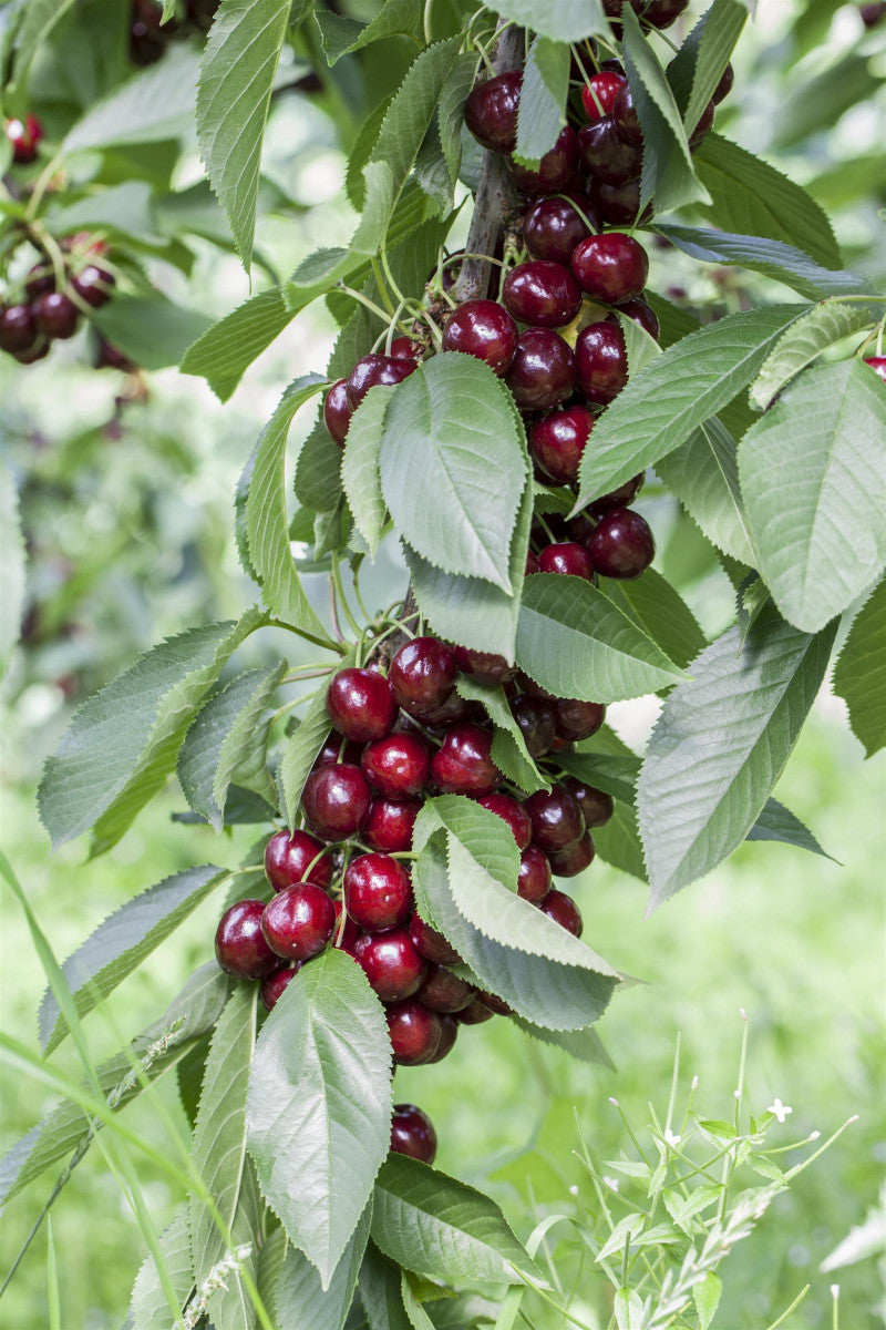 Prunus av. 'Lapins' mit Früchten, erhältlich von 150-200 bis 450-650 cm ;;ab 35,60 Euro