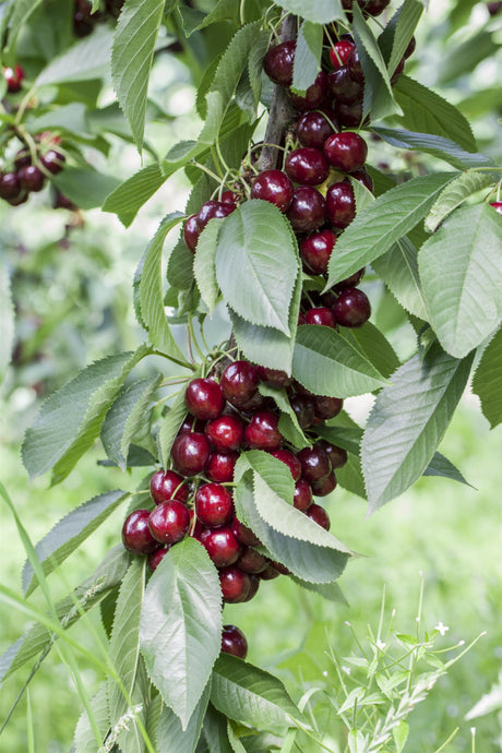 Prunus av. 'Valeska' mit Früchten, erhältlich von 150-200 bis 450-650 cm ;;ab 35,60 Euro