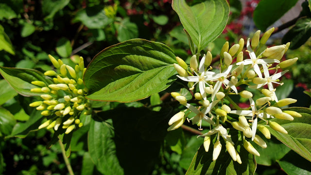 Rhamnus frangula VkG 1 mit Blüte, erhältlich von 40-70 bis 200-250 cm ;;ab 2,56 Euro