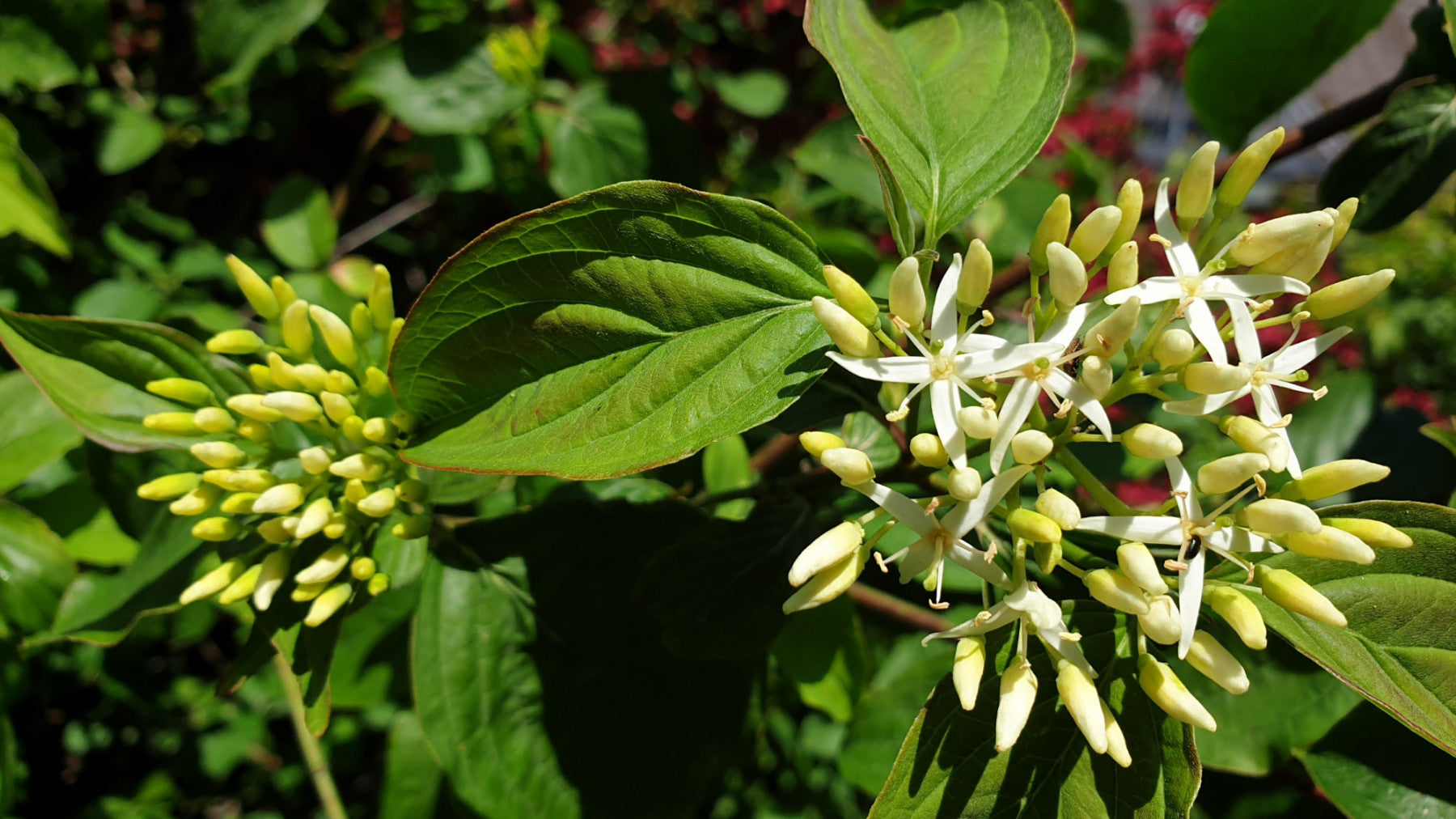 Rhamnus frangula VkG 3 (Faulbaum)