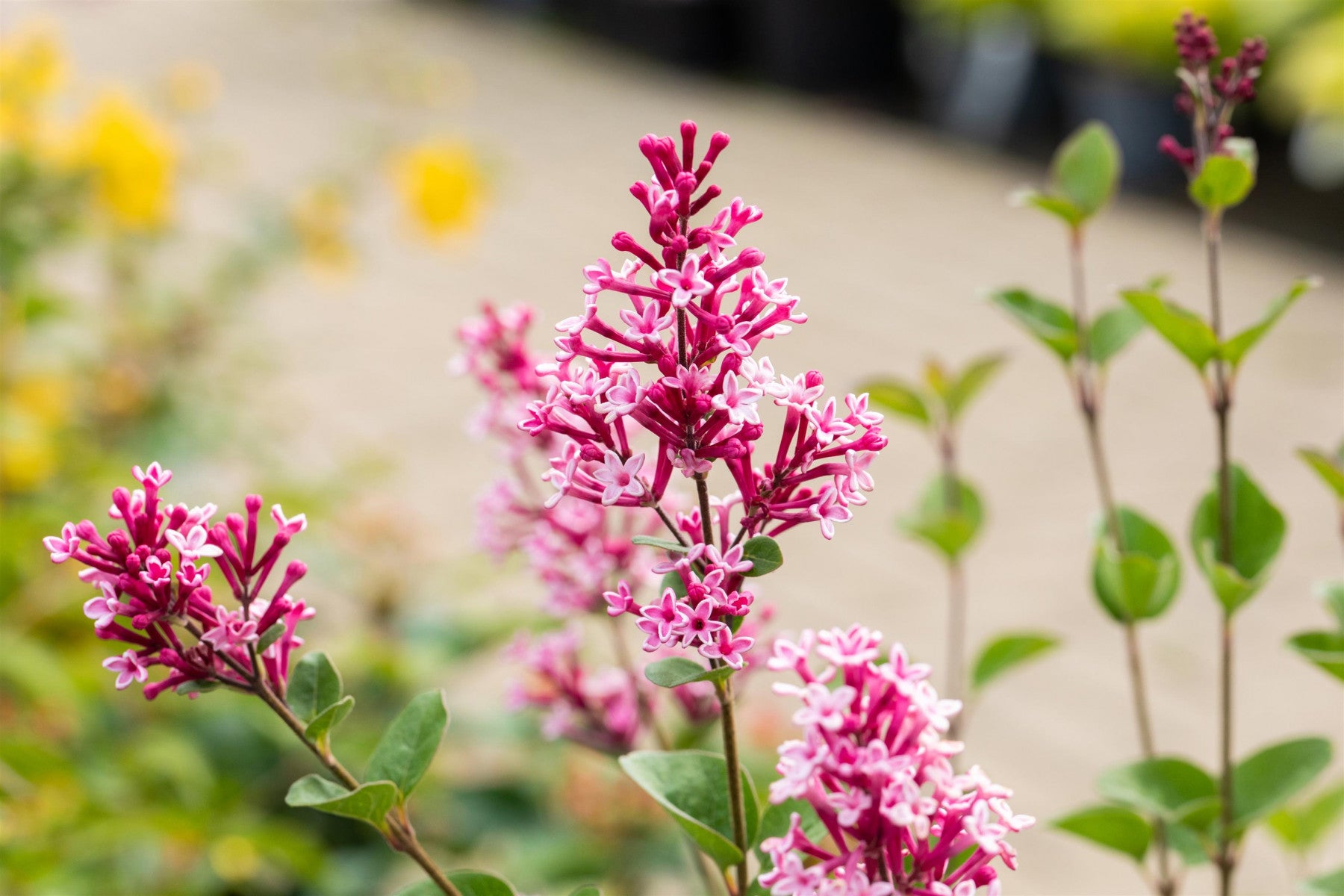 Syringa 'Tinkerbelle' (Zwerg-Duftflieder 'Tinkerbelle' -R-)