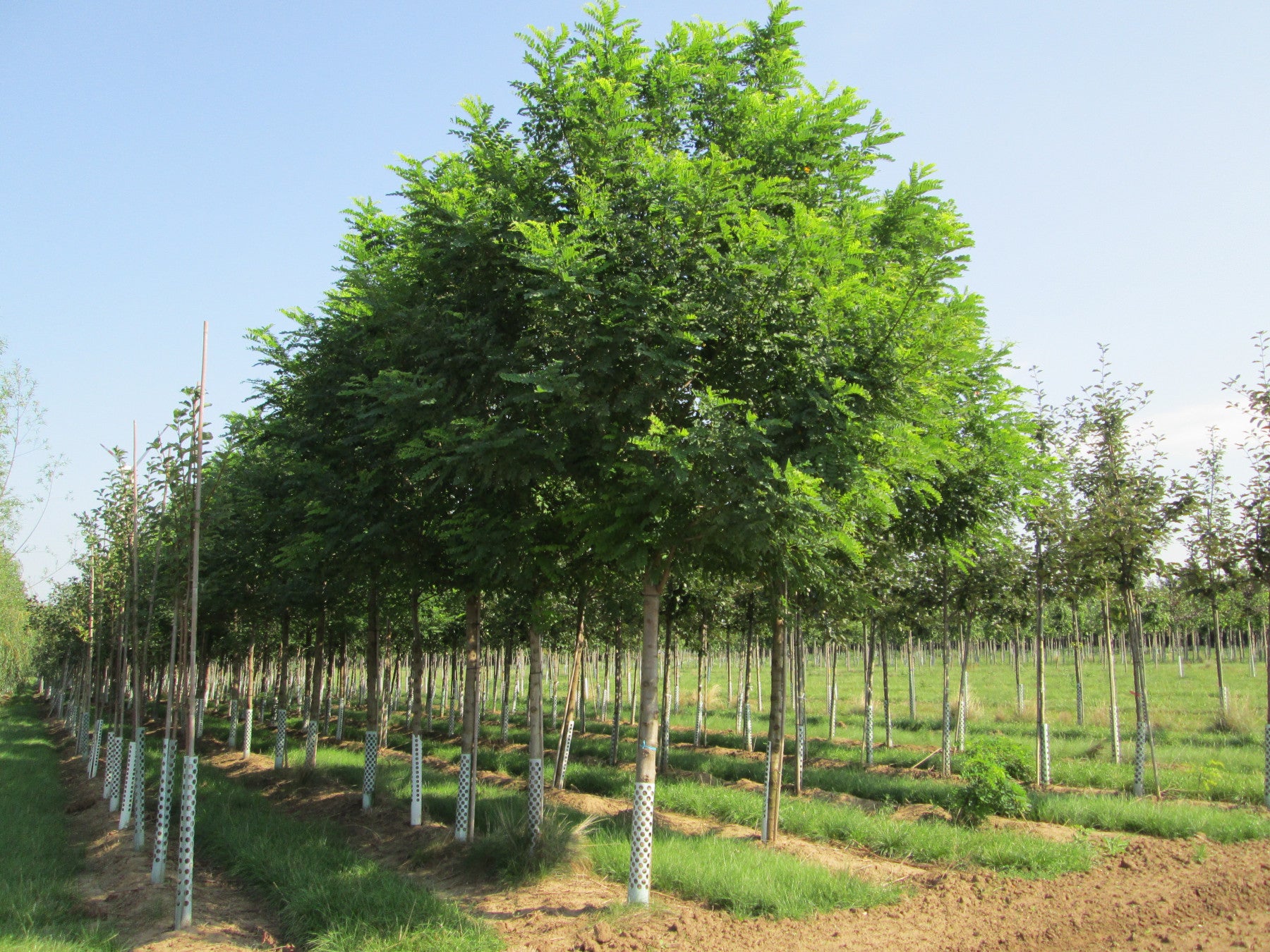 Robinia pseudoacacia HkG 81902 (Robinie)