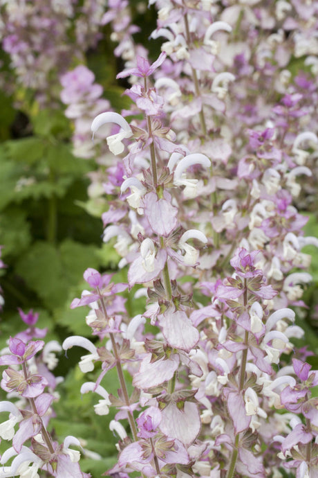 Salvia sclarea mit Blüte ;;ab 6,10 Euro