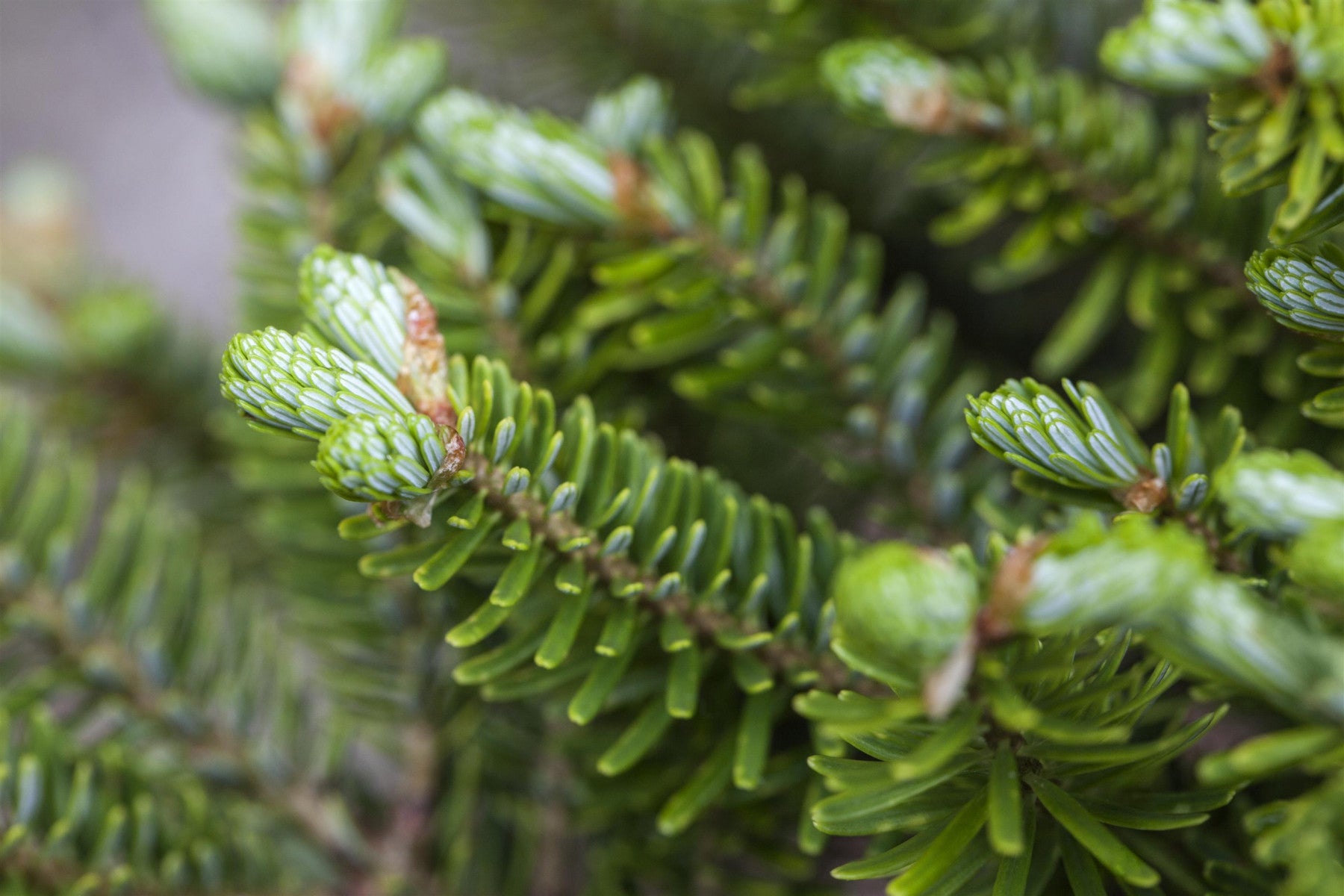 Abies koreana 'Molli' (Veredelte Koreatanne 'Molli')