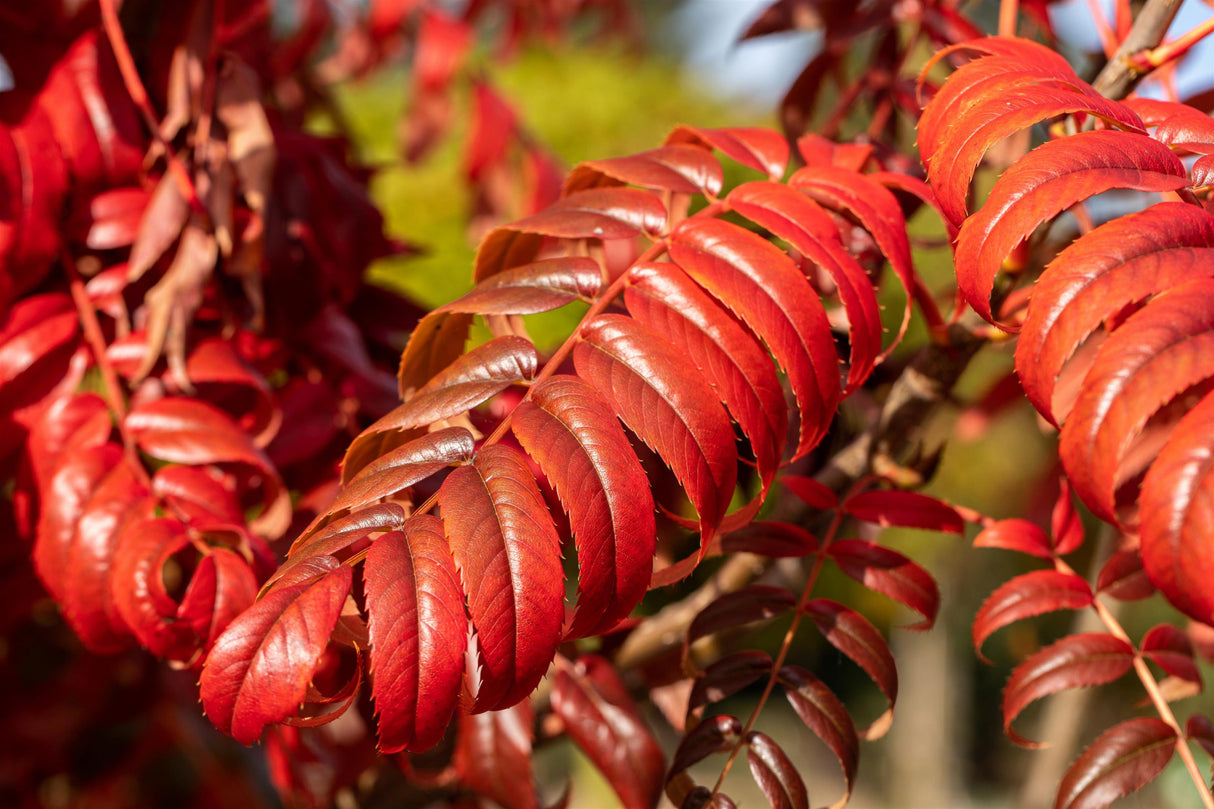 Essigbaum mit Herbstlaub, erhältlich als: verschulte Sträucher, Solitär ; Einsatz: Bienenweide ; Pluspunkt: winterhart;;günstig mit Qualität