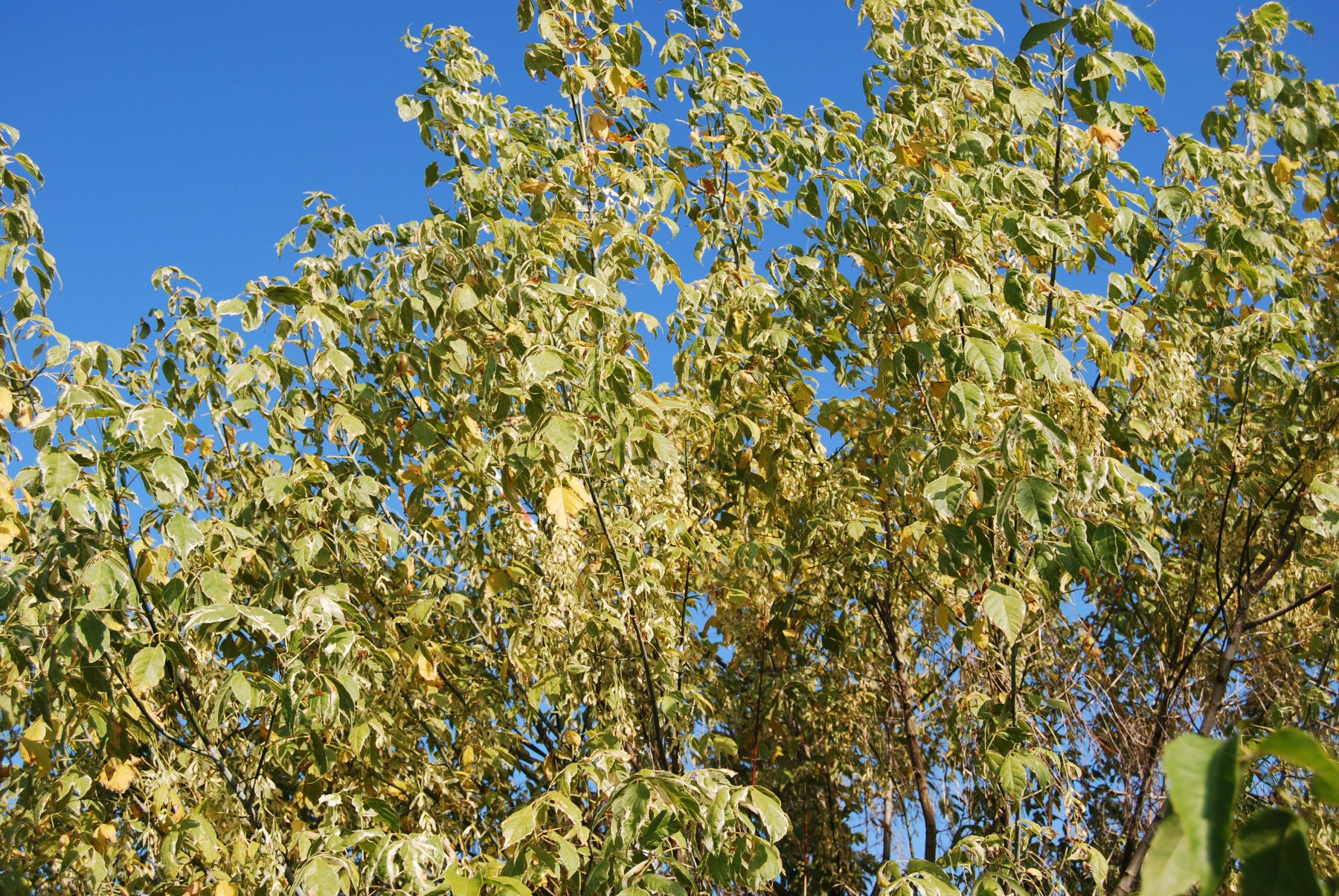 Acer negundo 'Variegatum' (Silberbunter Eschenahorn)