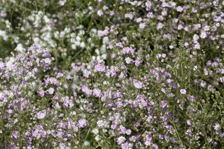 Gypsophila paniculata 'Flamingo' mit Blüte ;;ab 7,55 Euro