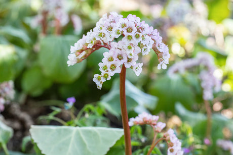 Bergenia cordifolia 'Schneekönigin' mit Blüte ;;ab 6,90 Euro