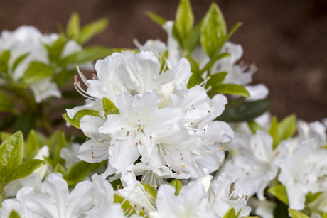 Rhododendron obt. 'Palestrina' mit Blüte, erhältlich von 25-30 bis 50-60 cm ;;ab 17,40 Euro