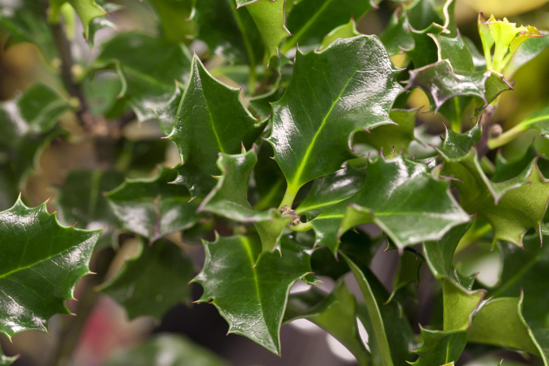 Ilex meserveae 'Blue Angel' (Stechpalme 'Blue Angel' -R-)