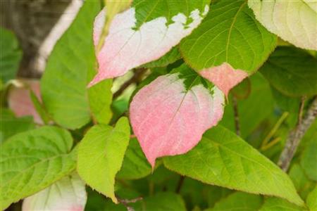 Actinidia kolomikta , erhältlich von 100-150 bis 150-200 cm ;;ab 22,70 Euro