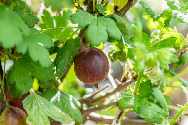 Ribes uva-crispa 'Rolonda' mit Früchten ;;ab 22,70 Euro