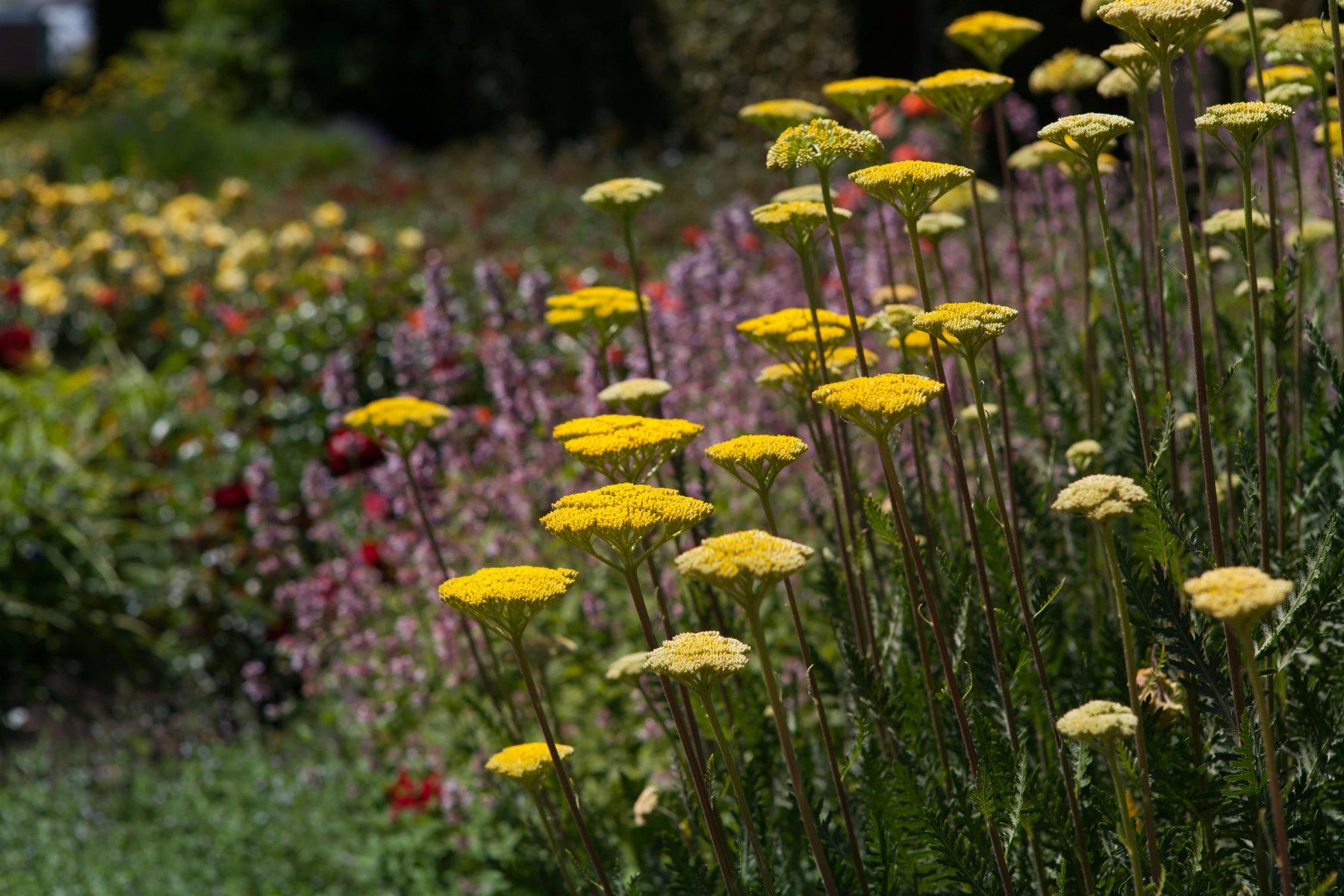 Achillea filipendulina (Hohe Gold-Garbe)