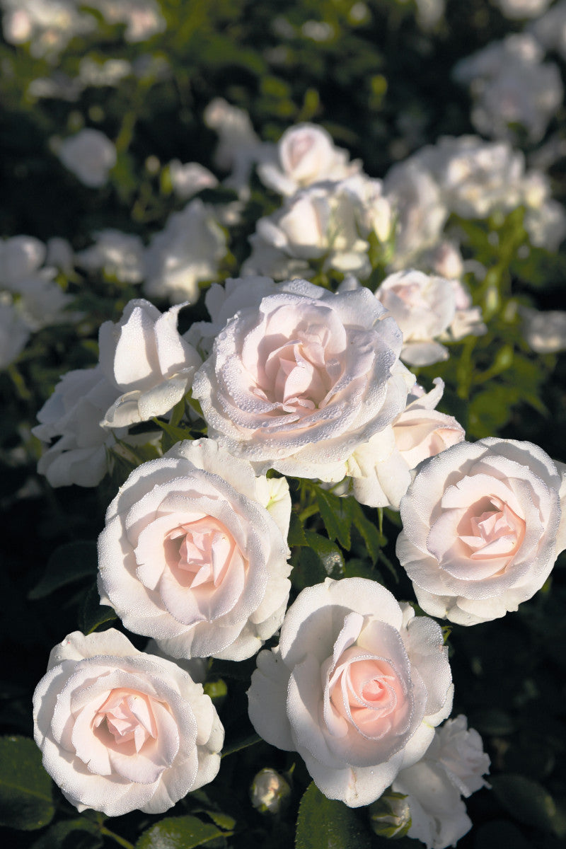 Rosa 'Aspirin-Rose' BDR (Bodend. Rose 'Aspirin-Rose' -R- ADR-Rose)