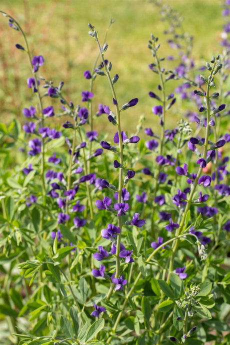 Baptisia australis mit Blüte ;;ab 5,95 Euro