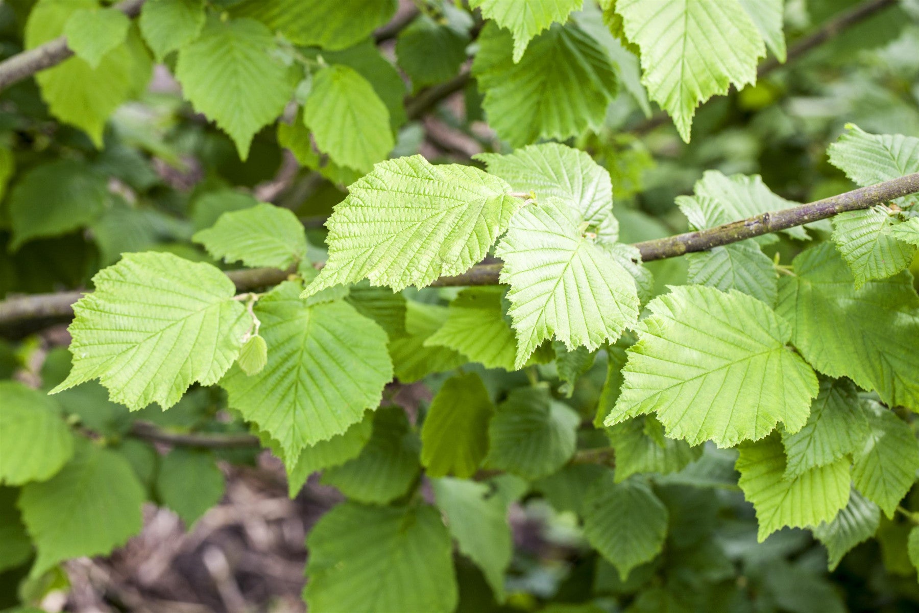 Corylus avellana (Waldhasel)