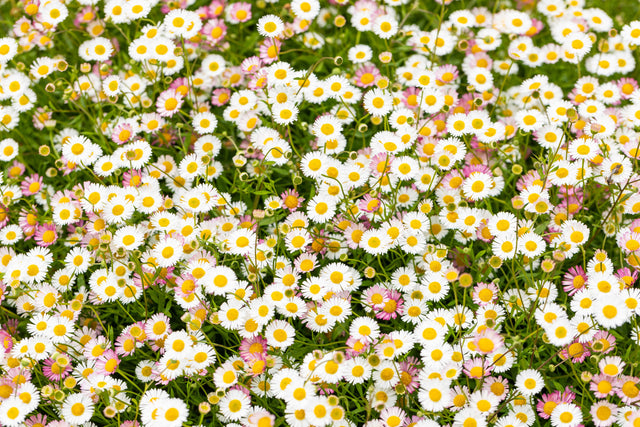 Erigeron karvinskianus mit Blüte ;;ab 5,10 Euro