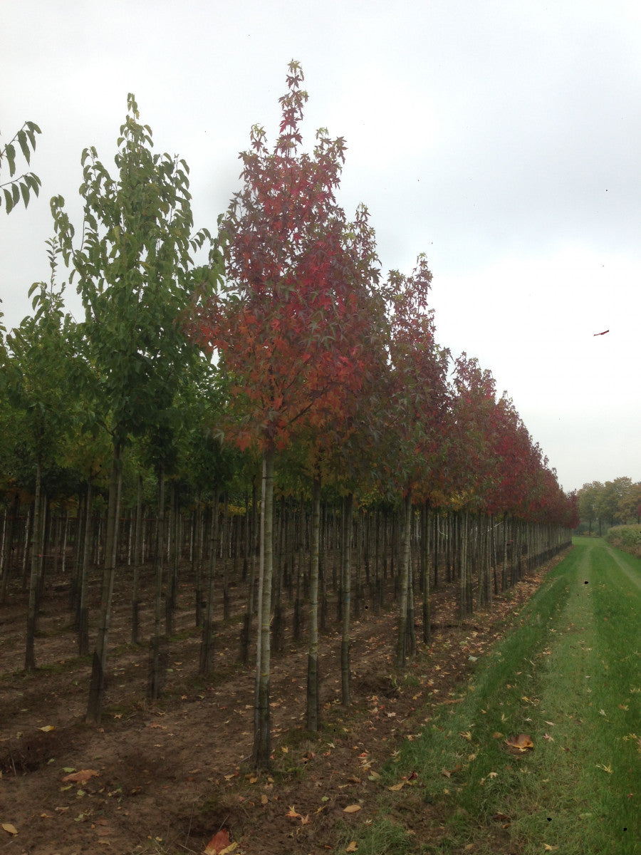 Redgum mit Herbstlaub ; Einsatz: Parkbaum ; Pluspunkt: dekorative Früchte;;mit zeitnaher Lieferung