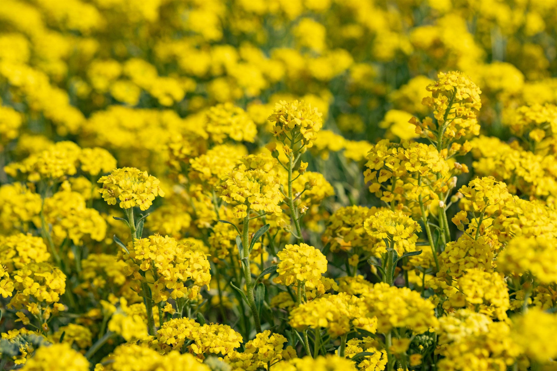 Alyssum montanum 'Berggold' (Garten-Berg-Steinkraut)