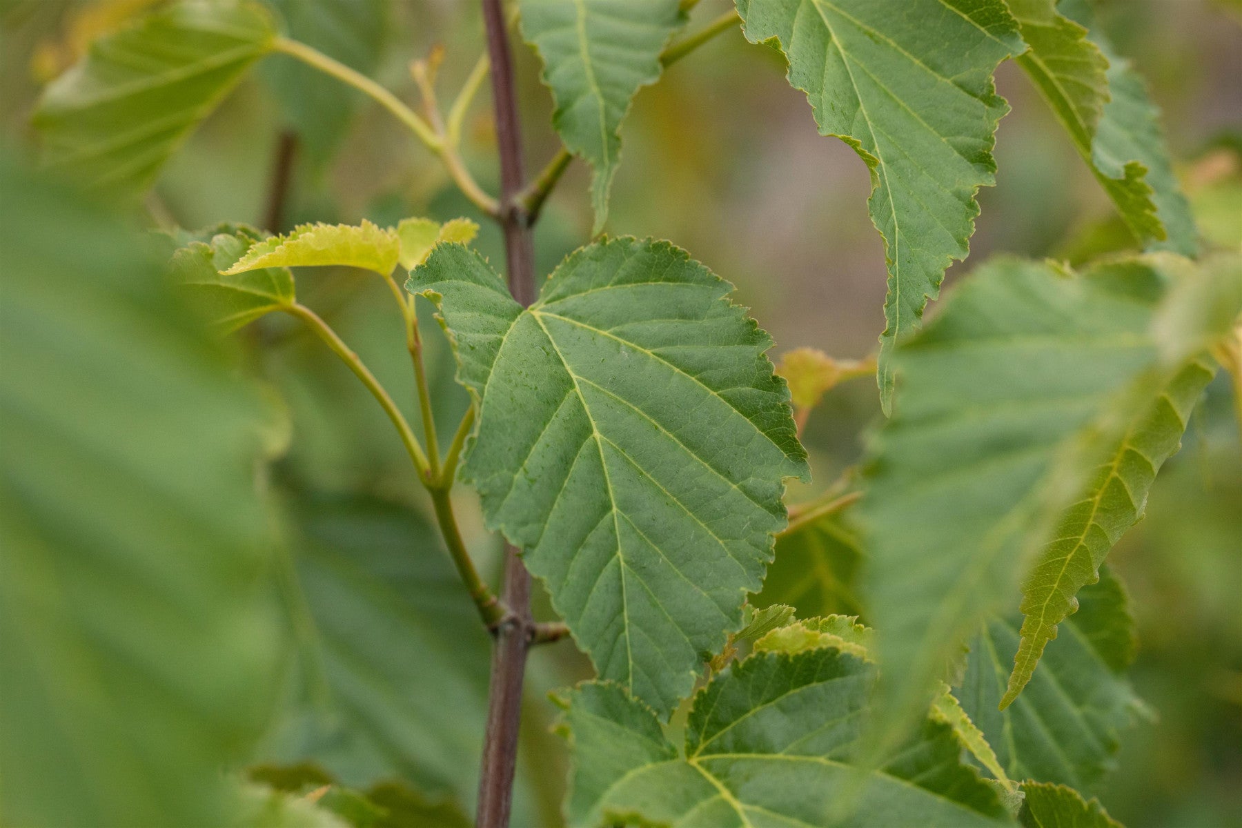 Acer davidii (Davidsahorn)