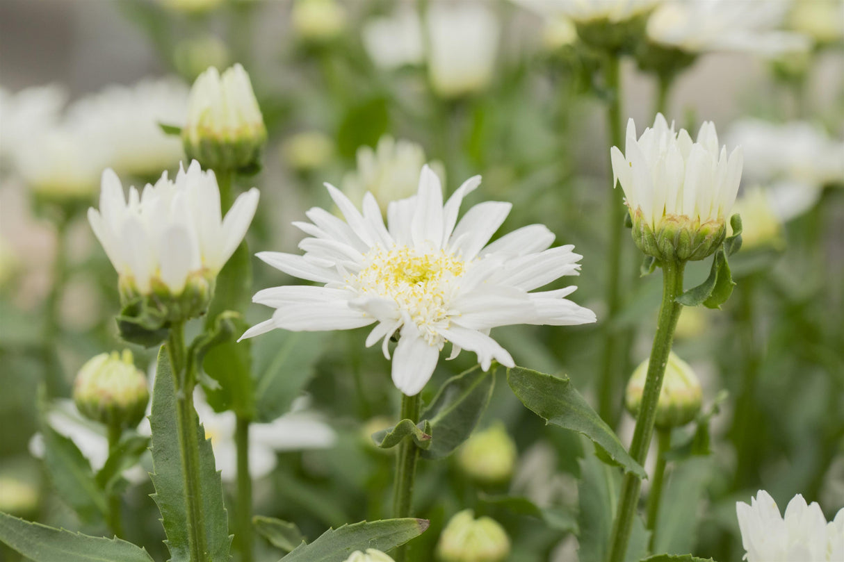 Leucanthemum x superb. 'Christine Hagemann' mit Blüte ;;ab 4,95 Euro