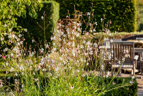 Gaura lindheimerii 'Summer Breeze' ;;ab 4,65 Euro