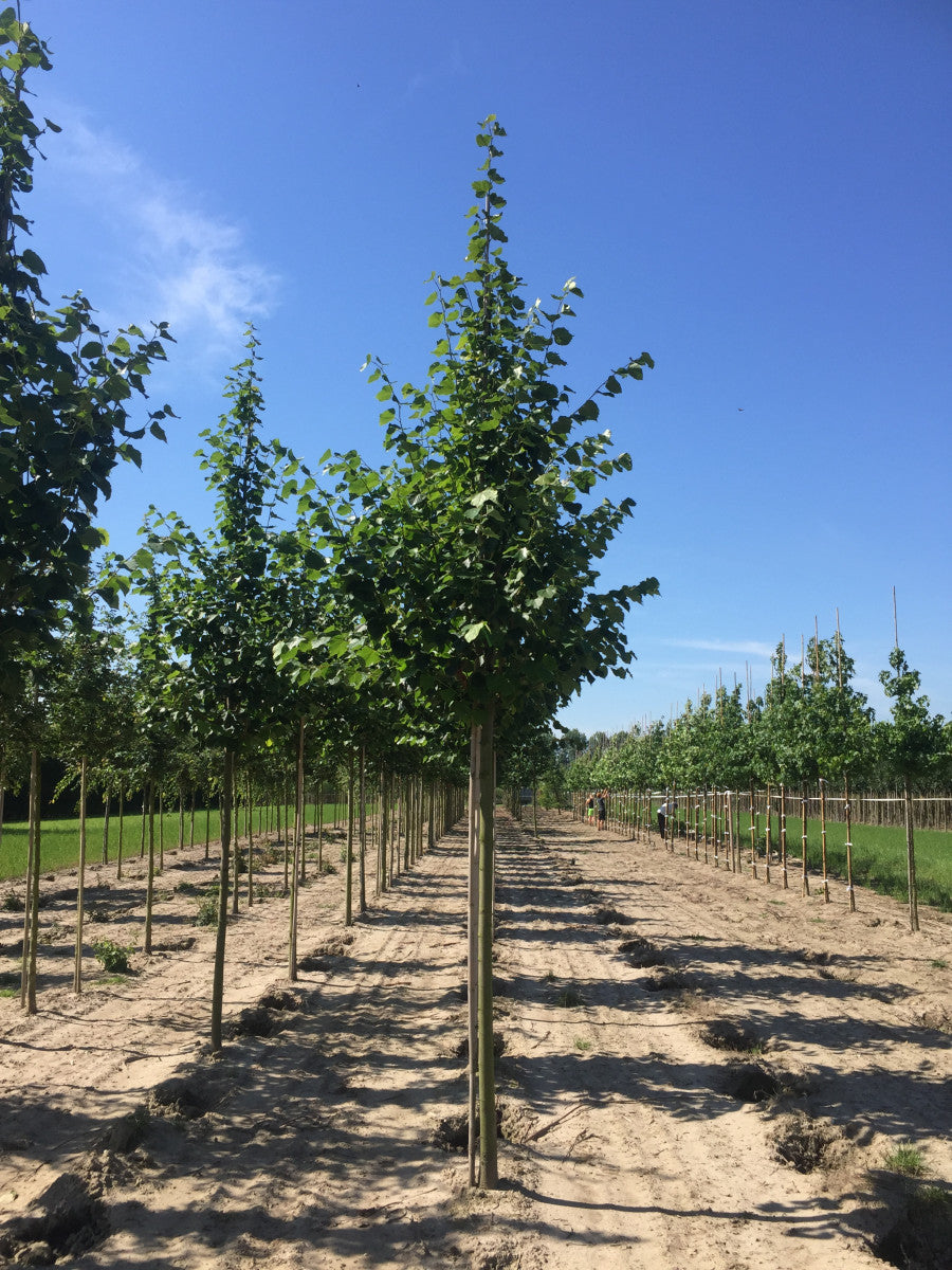 Lindenbaum 'Pallida' ; Pluspunkt: winterhart;;mit zeitnaher Lieferung