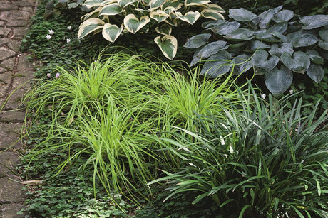 Carex oshimensis 'Evergreen' mit Belaubung ;;ab 7,50 Euro