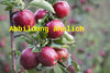 Malus 'Jonathan' (Apfel 'Jonathan' spät)