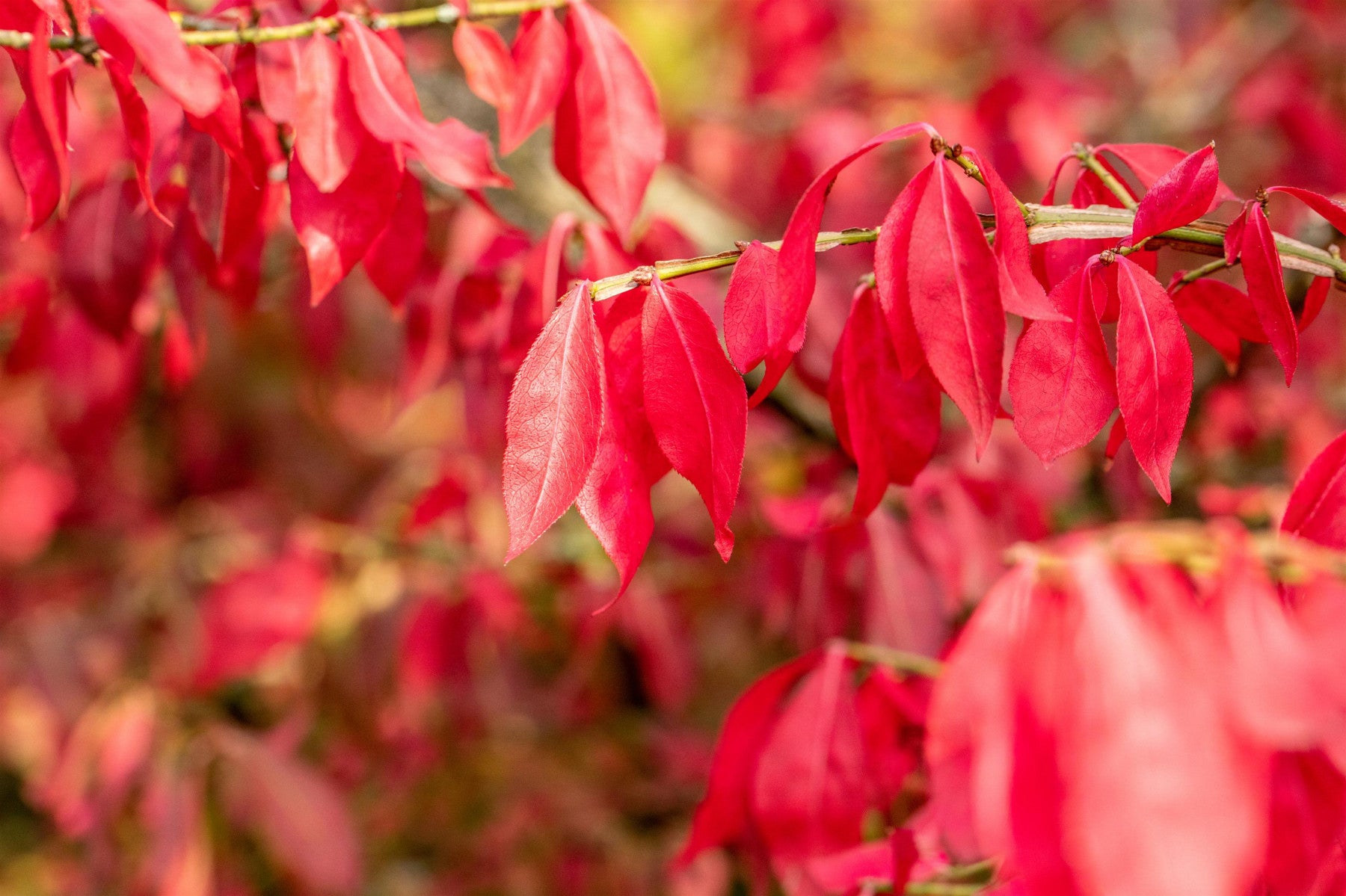 Euonymus alatus (Korkflügelstrauch)