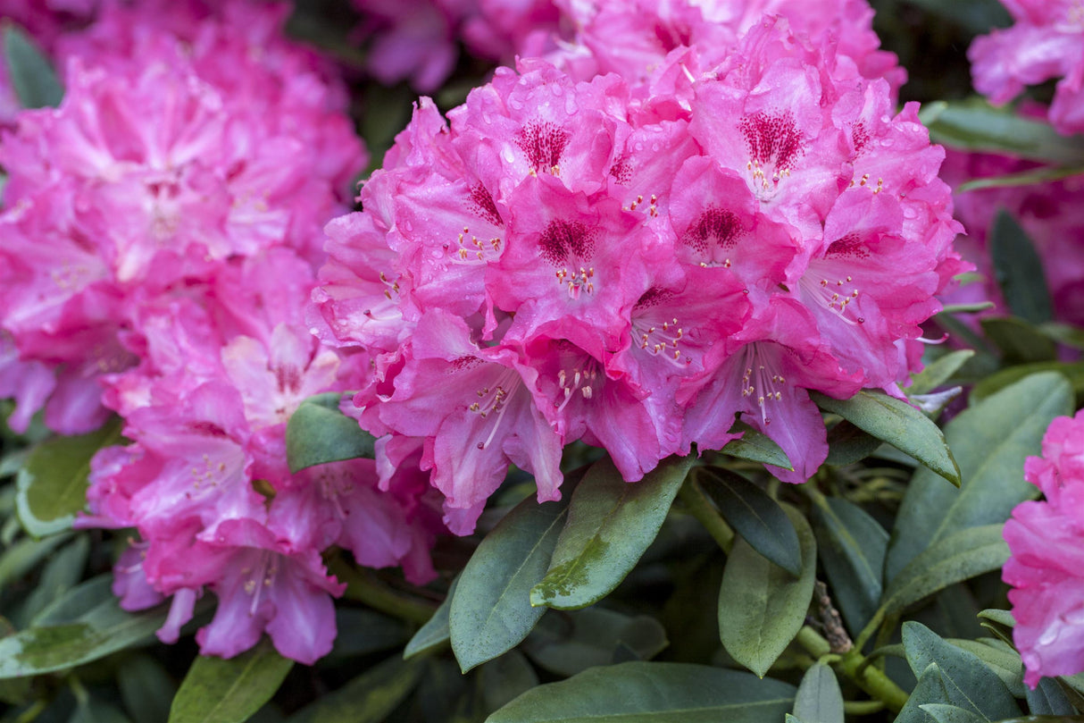 Rhododendron Hybr. 'Constanze' mit Blüte, erhältlich von 40-50 bis 80-90 cm ;;ab 41,60 Euro